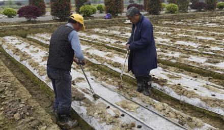 2020全国·浙江鲜食玉米大会系列报道之三——移栽阶段