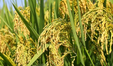 浙杭优820再生稻亩产超“吨粮”！