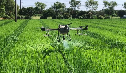 风吹稻花香 制种赶花忙