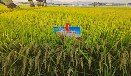 种业创新 | 杭州种业集团农作物新品种审定又添3个！