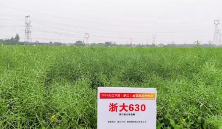 种业创新 | 集团品种“浙大630”亮相2024长江下游（浙江）油菜新品种大会
