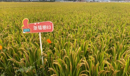 杭州种业集团：8个品种荣登 浙江省2024年种植业主导品种榜单