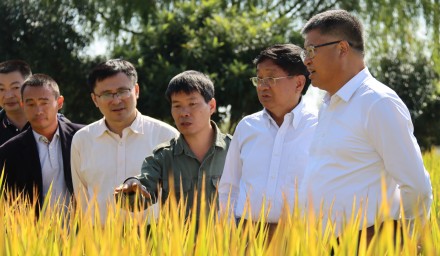 911.8公斤！杭州种业集团浙杭优向亩产吨粮发起冲锋