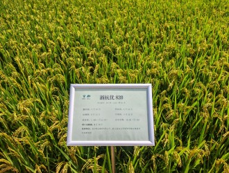 早熟抗倒高产！浙杭优820实力亮相省级水稻新品种现场观摩会