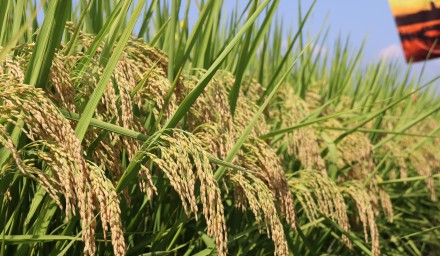 浙杭优220荣获浙西南第三届水稻新品种数字化展示观摩会“明星”品种荣誉